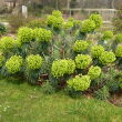 Kerti, kiltethet kutyatej fajok (Euphorbia ‘Miner’s Merlot’-bord level, illetve Euphorbia characias subsp. wulfenii-zldes level) 15 cm-es cserpben