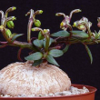 Monadenium rubellum 9 cm-es cserpben